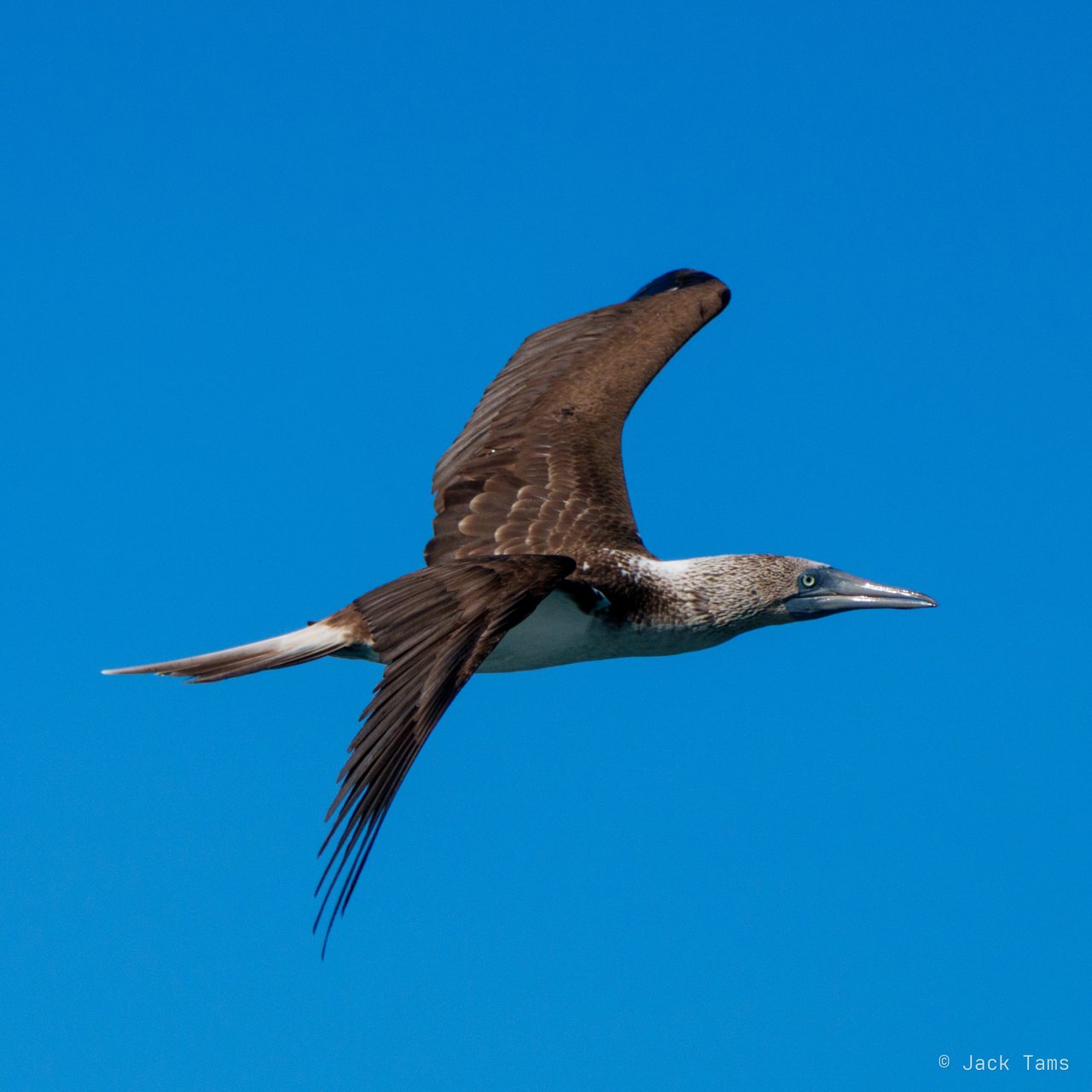 Blue-footed booby