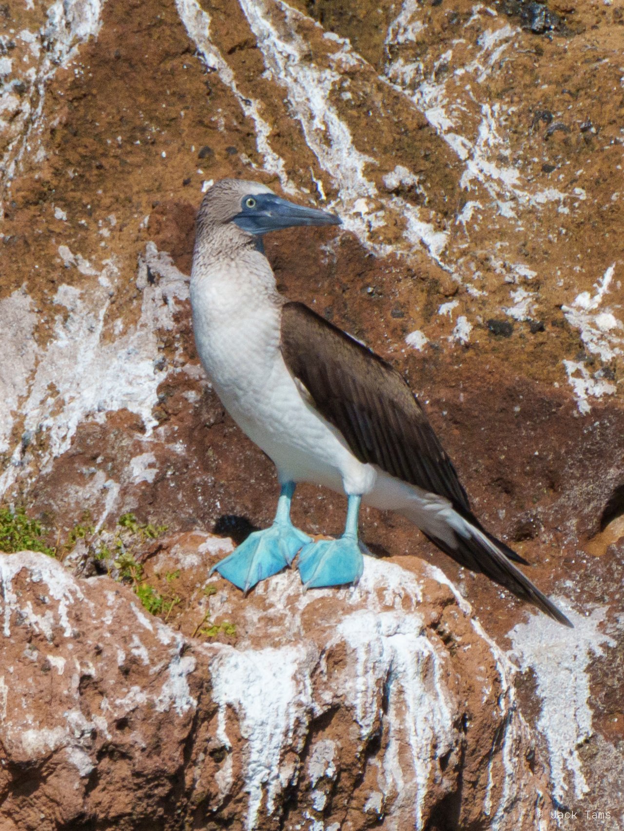Blue feet