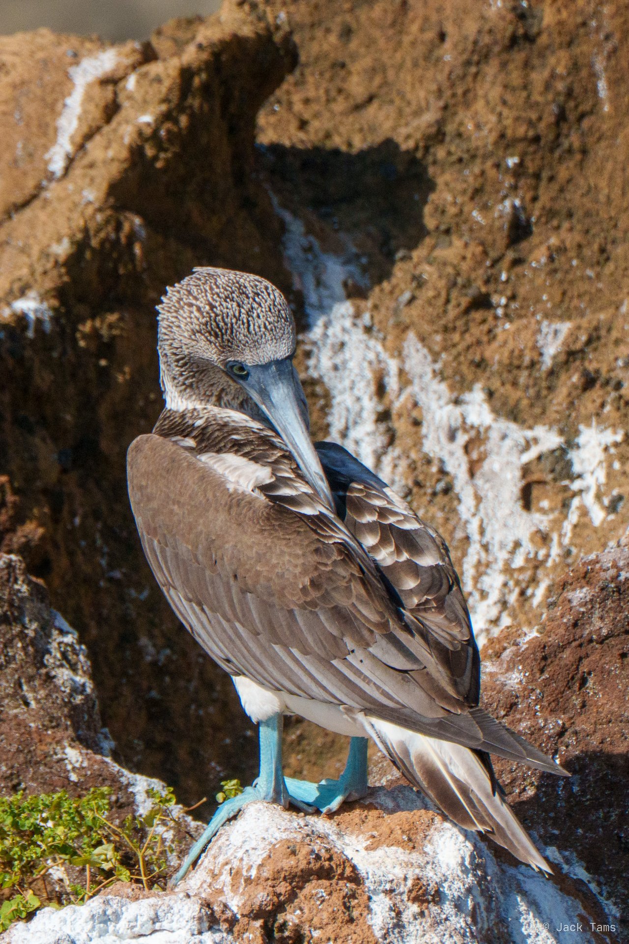 Blue-footed booby