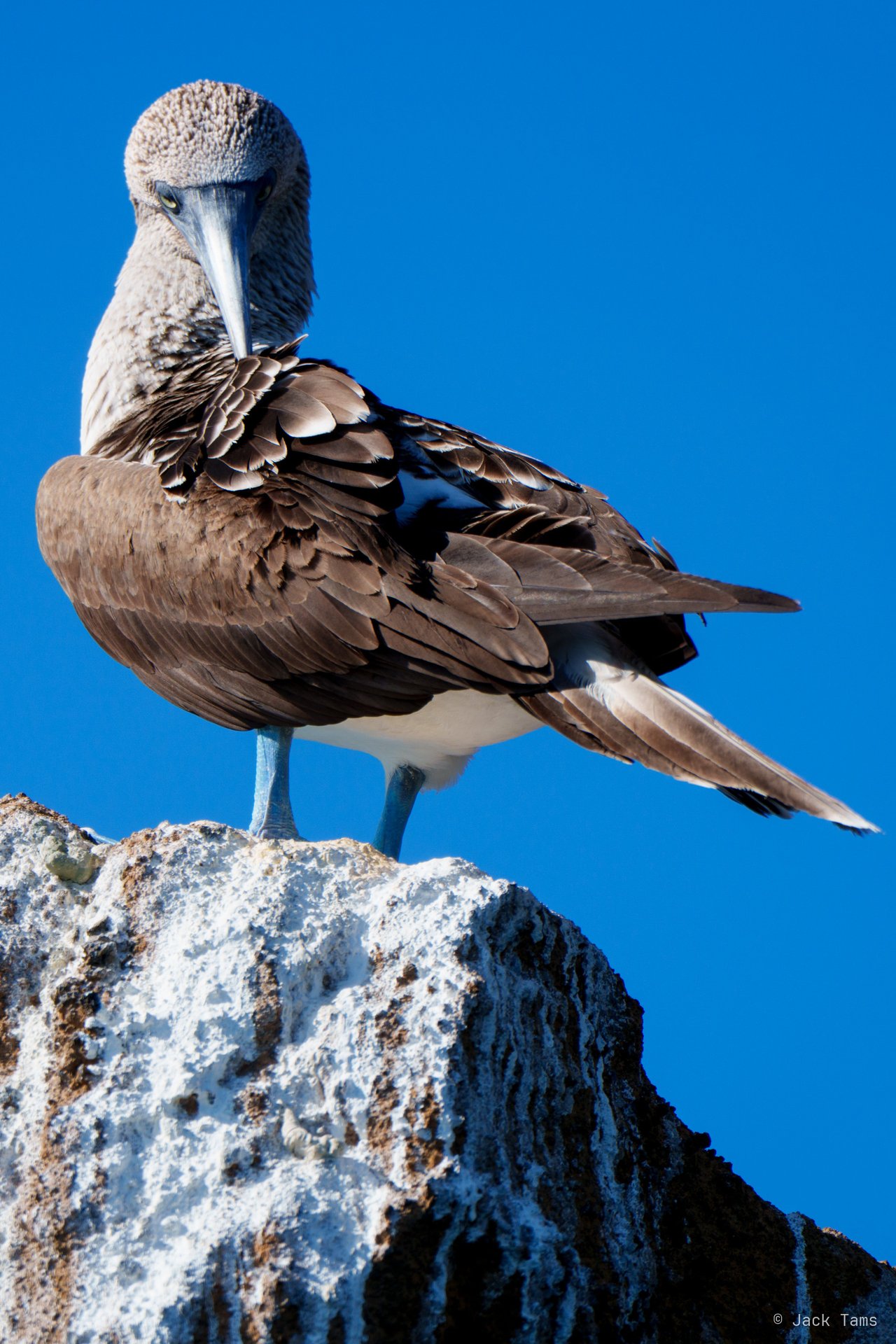 Booby on the rock