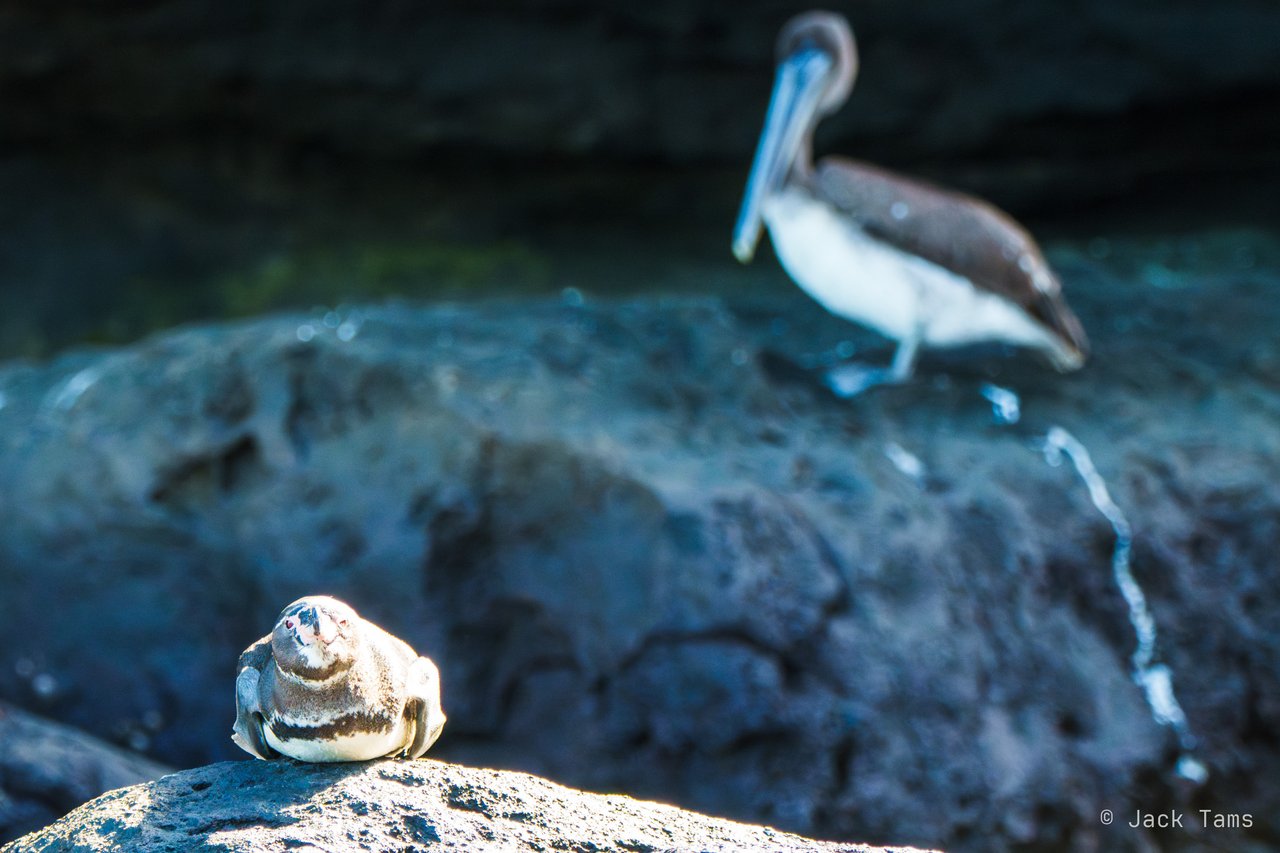 Pelican and sea lion