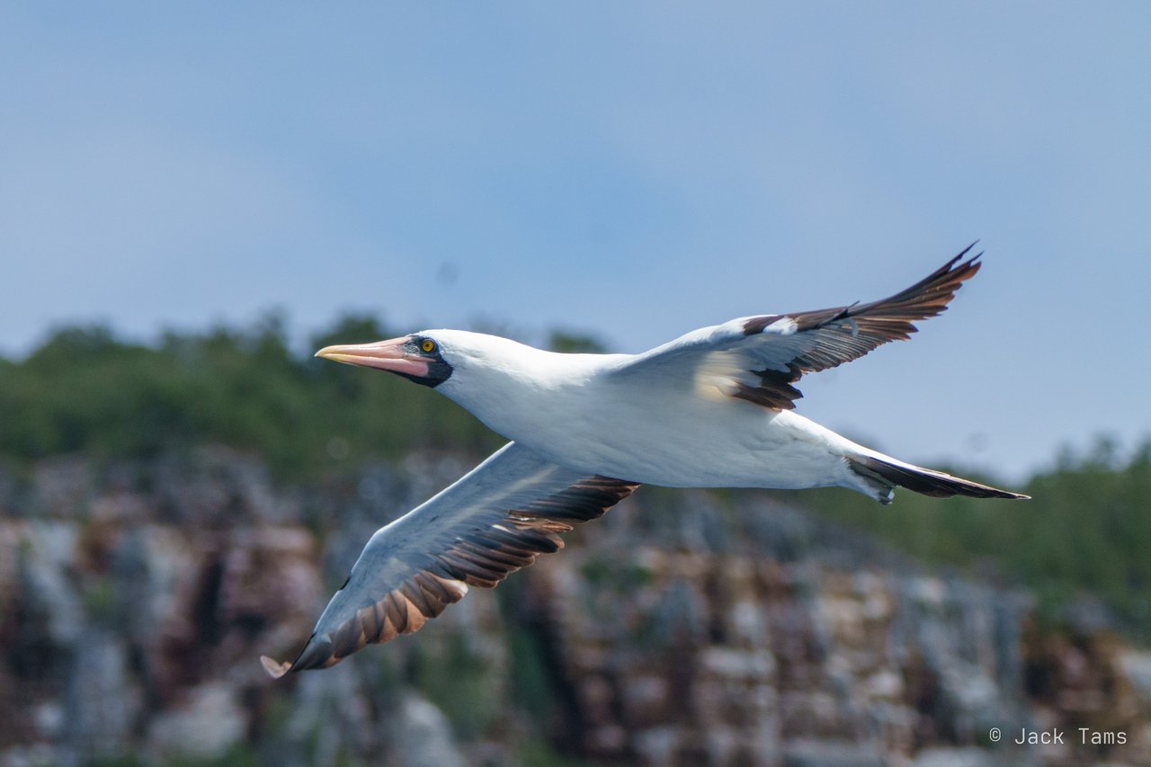 Nazca booby