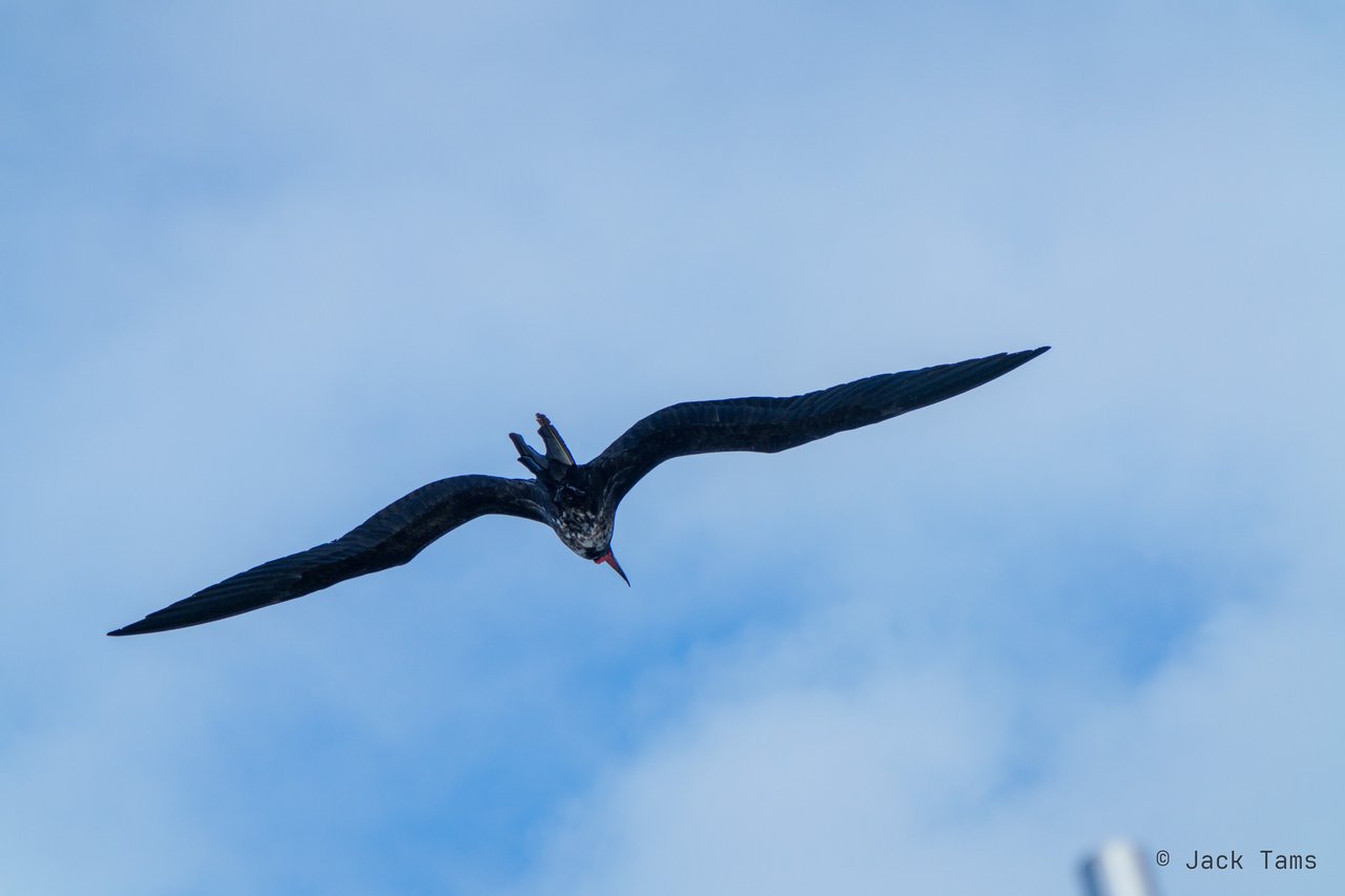 Frigatebird