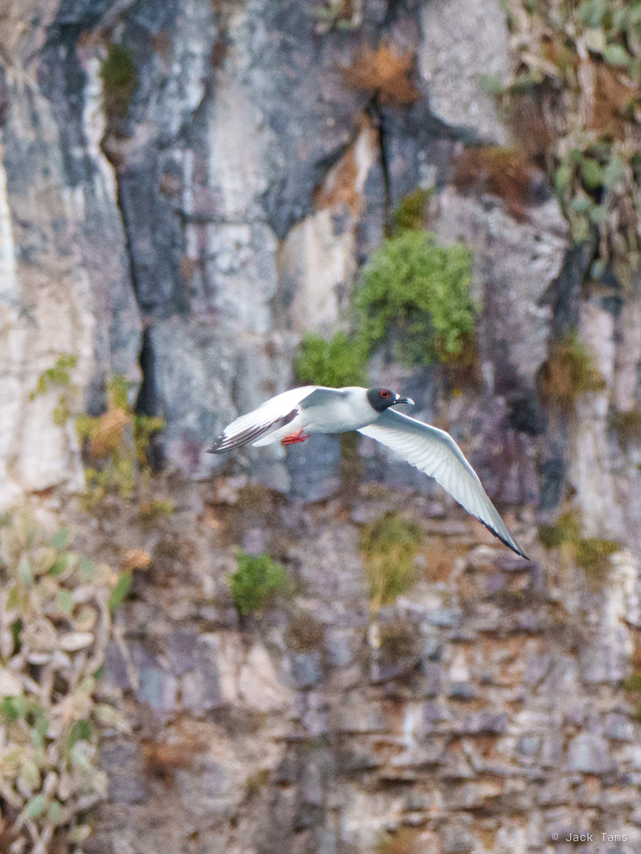 Tropicbird