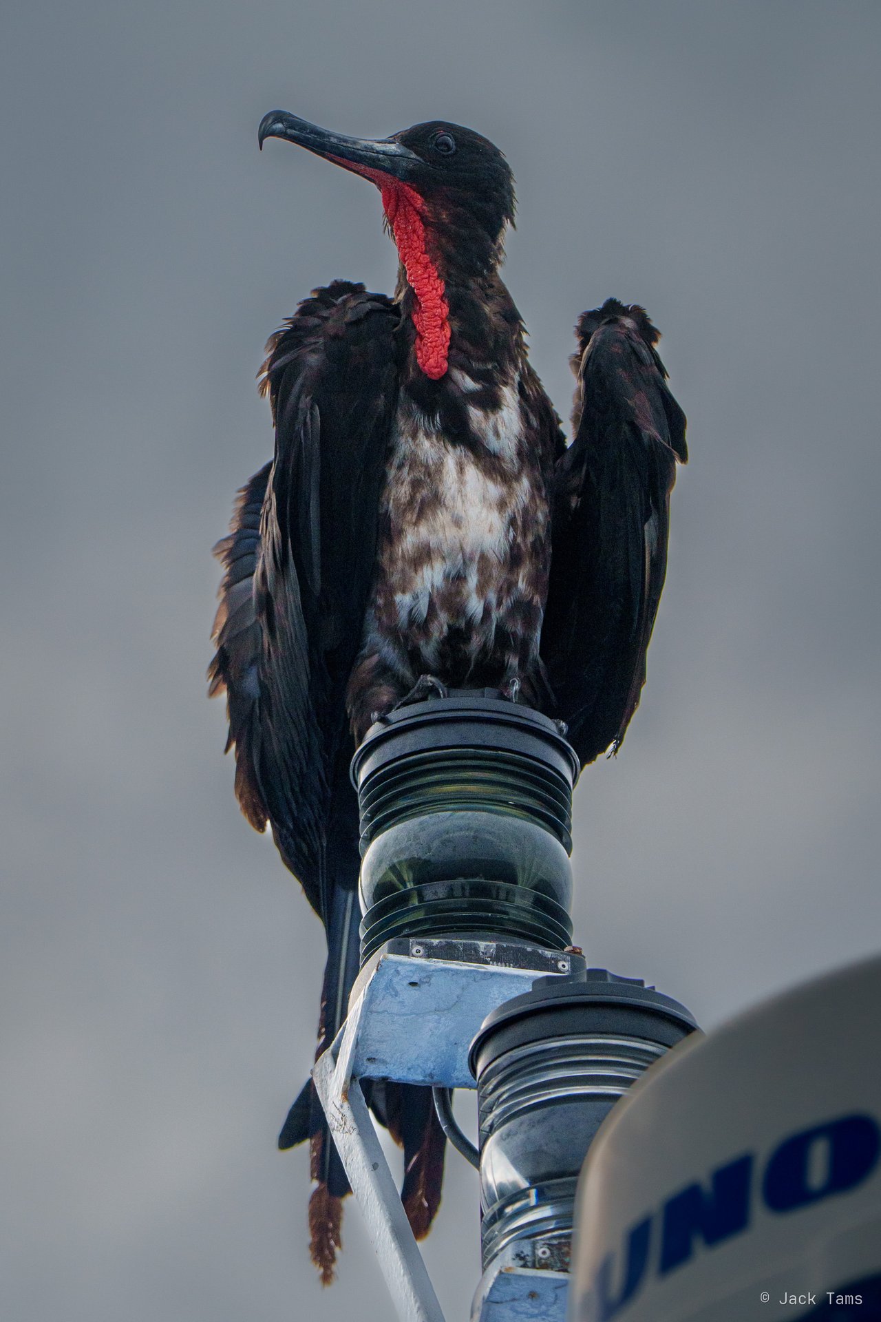 Frigatebird on the mast
