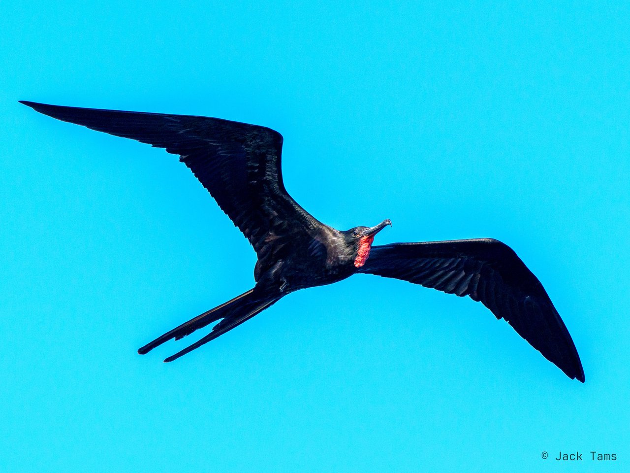 Frigatebird