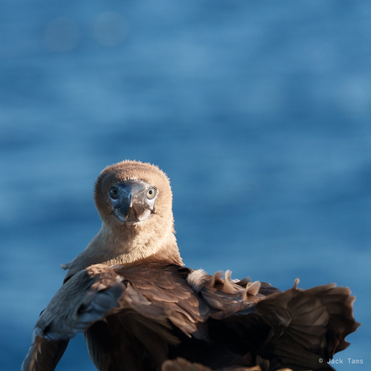 Young booby