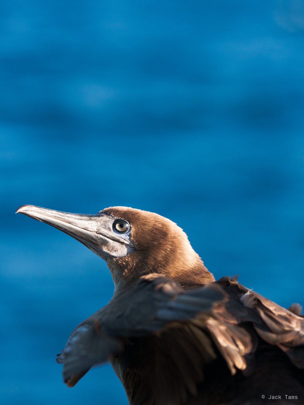 Young booby