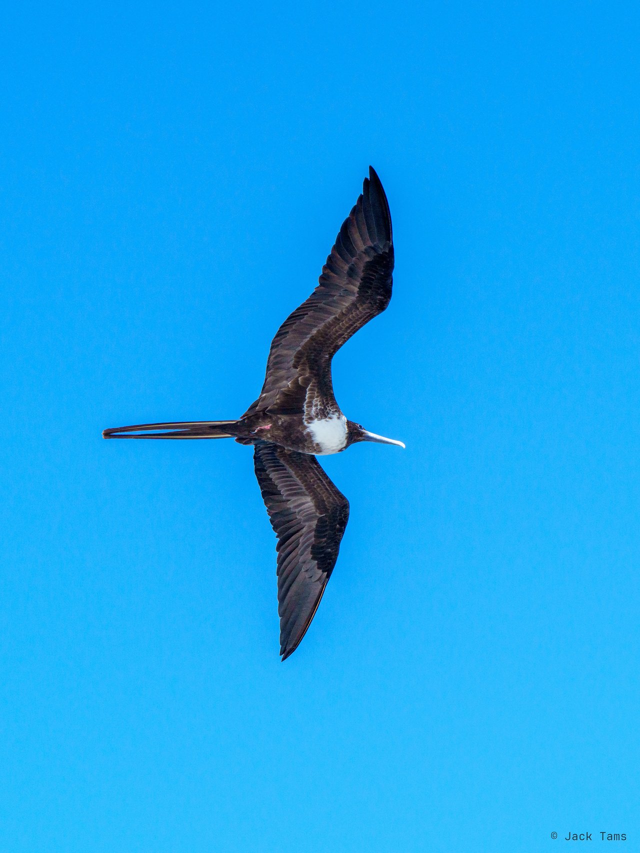 Frigatebird