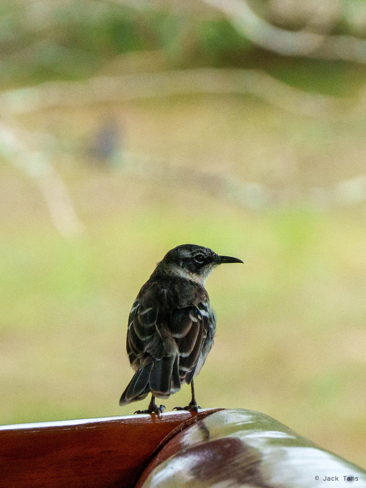Darwin's finch