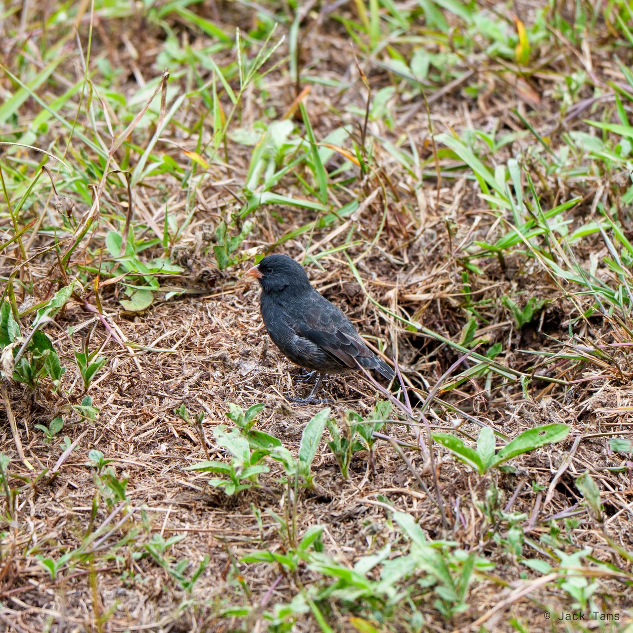 Ground finch