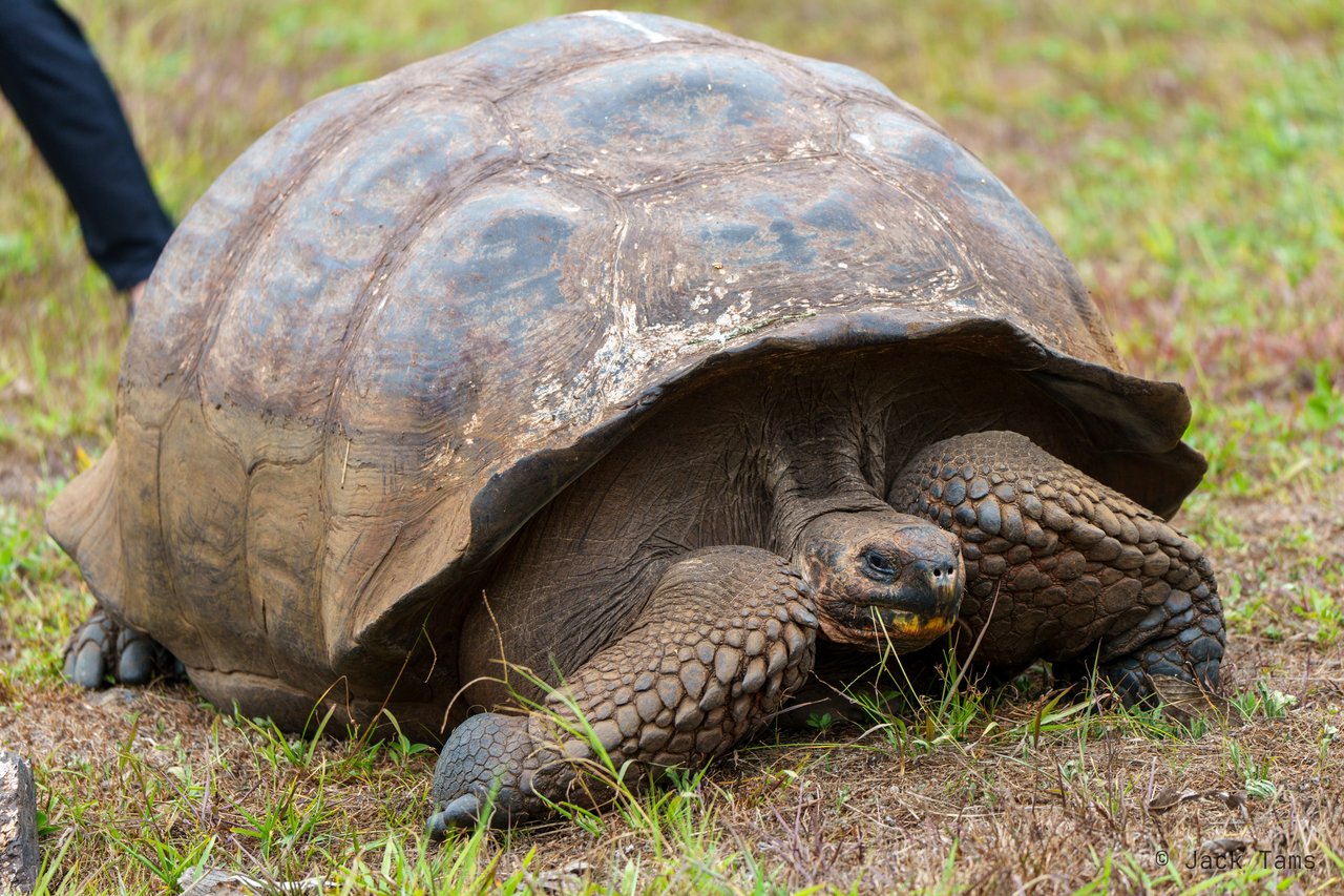 Giant tortoise