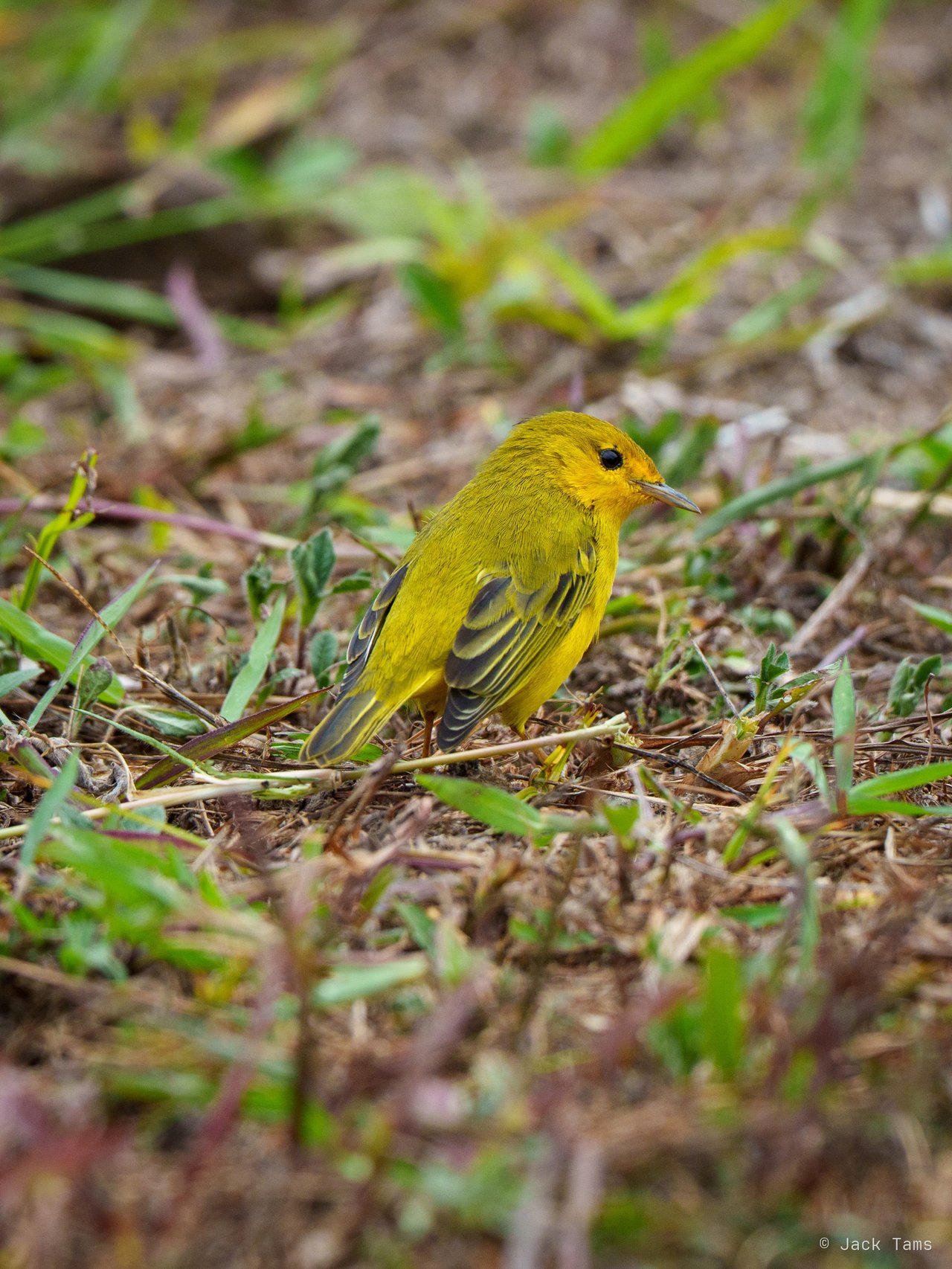 Yellow warbler