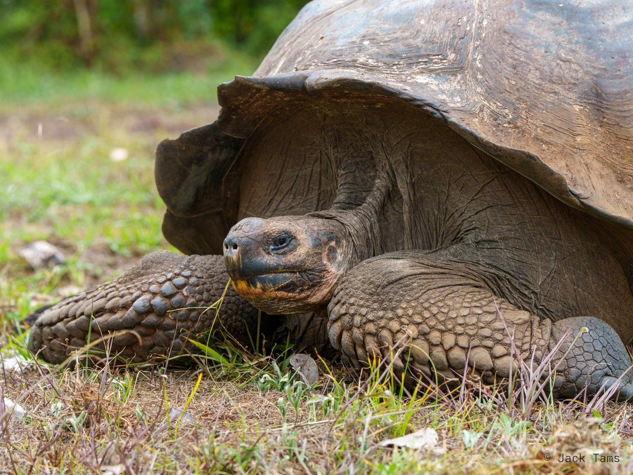 Giant tortoise
