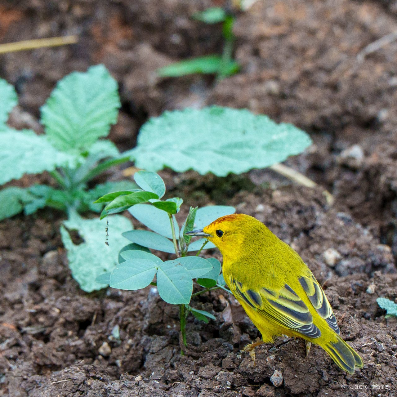 Yellow warbler
