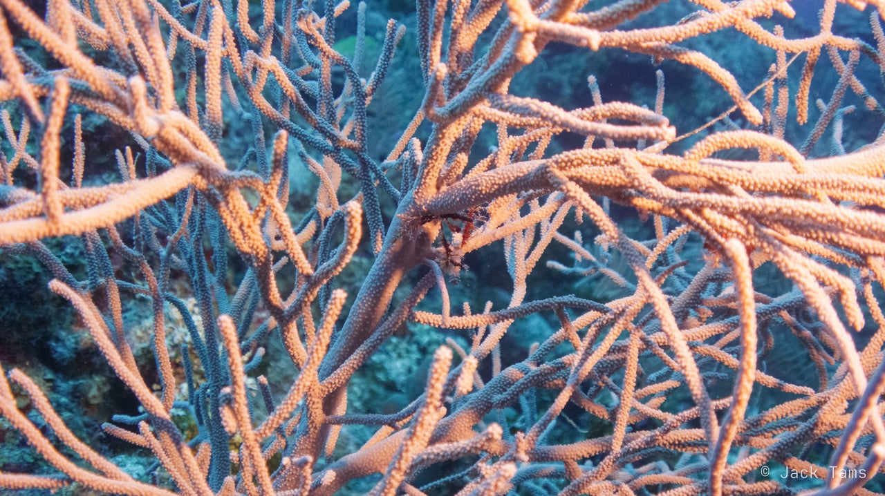 Sea rods