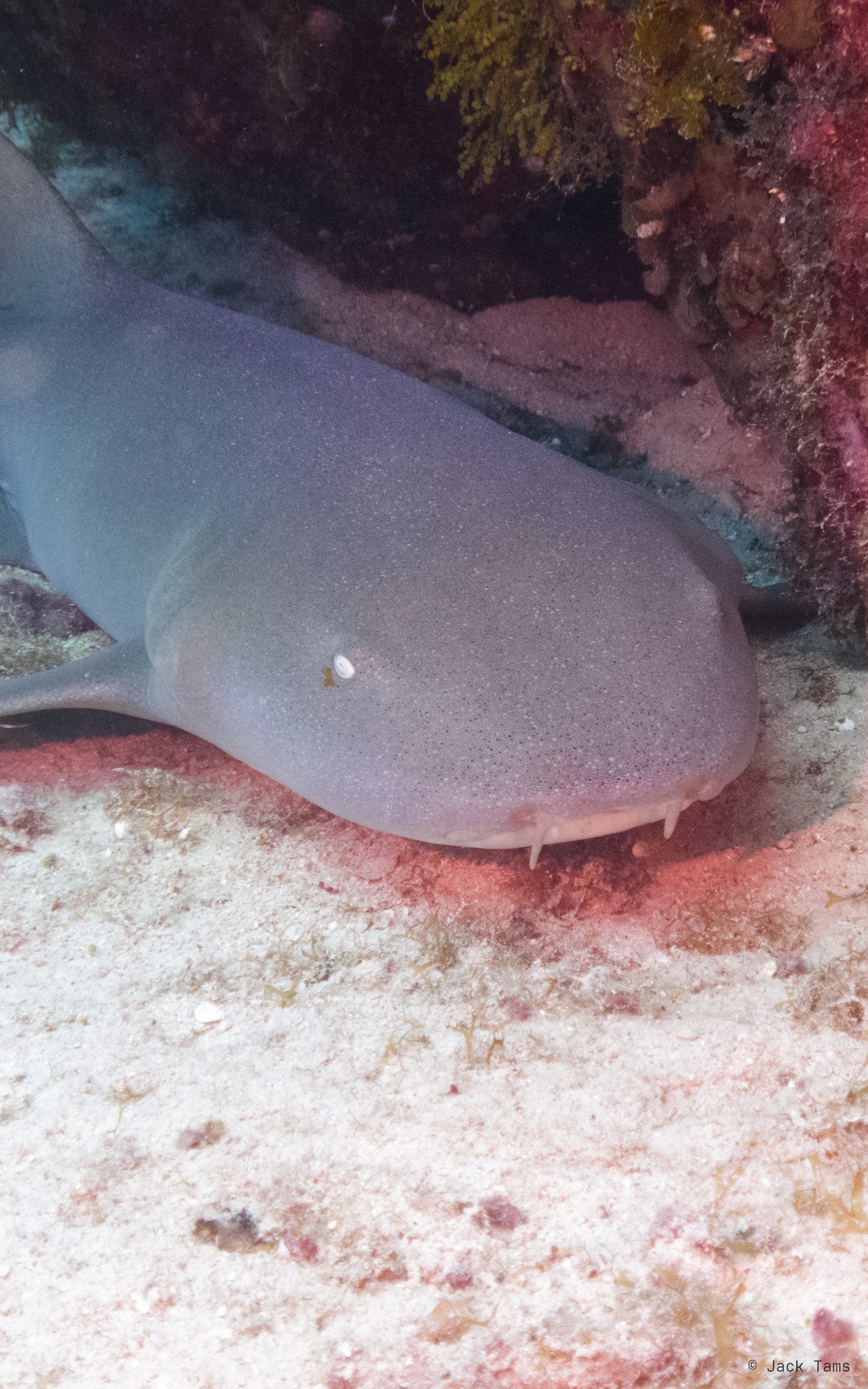 A nurse shark resting under a ledge.