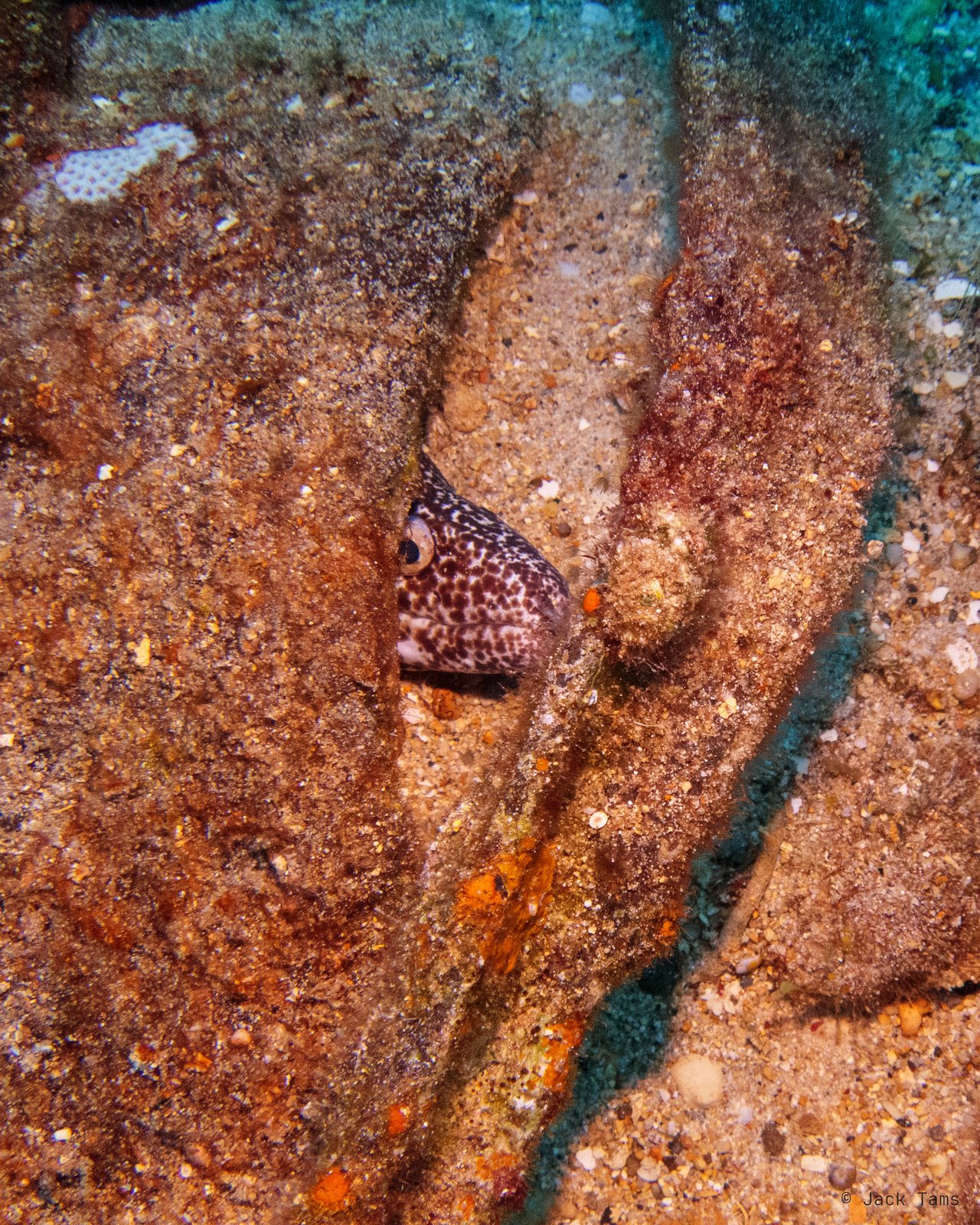 A spotted moray tucked into a crack.