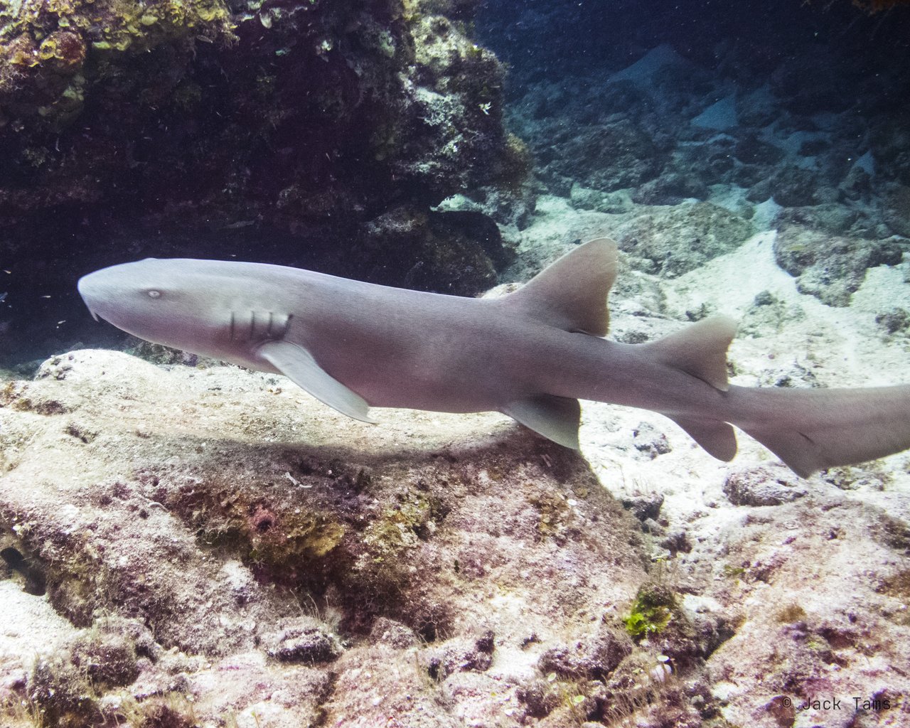 A nurse shark cruising over the reef.