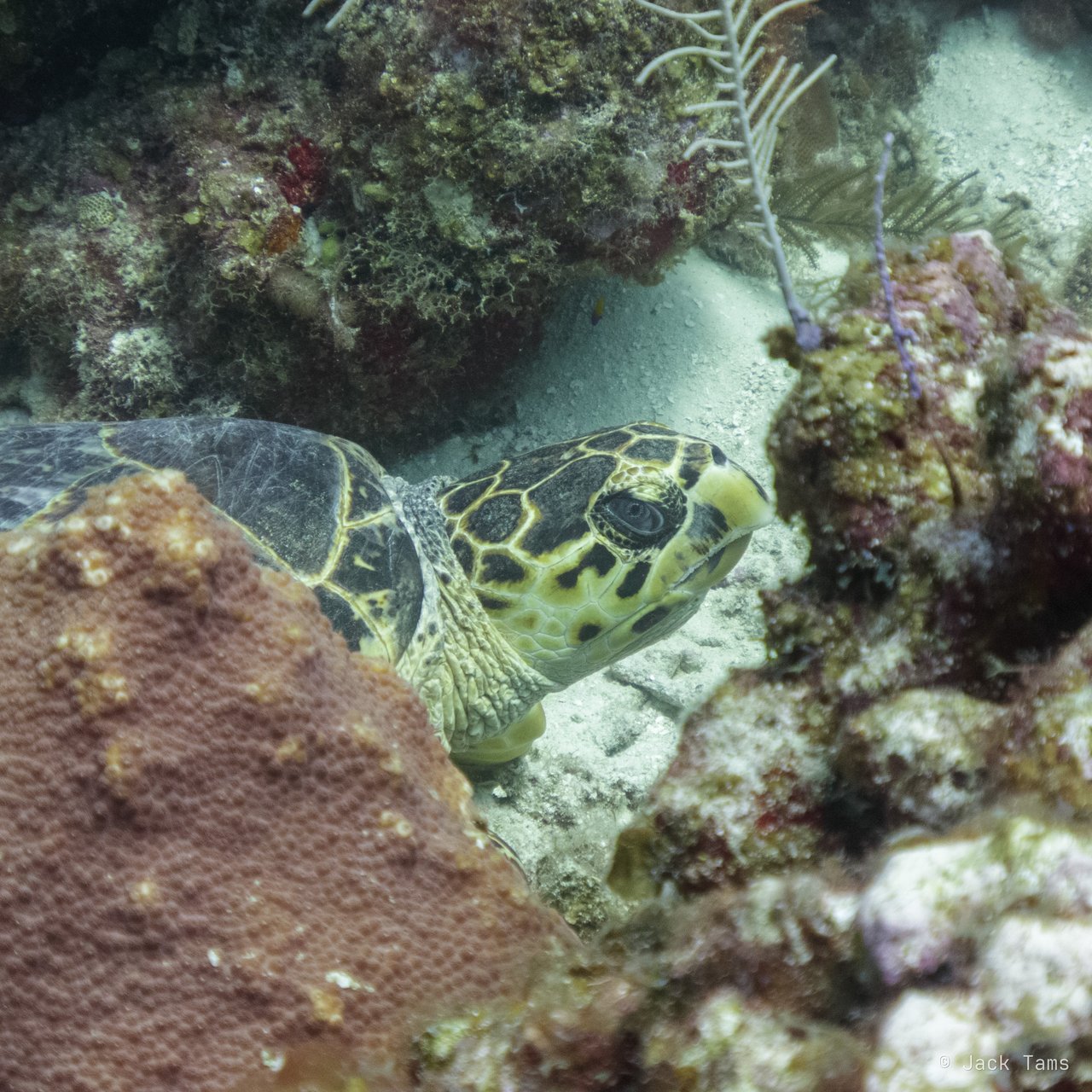 Hawksbill