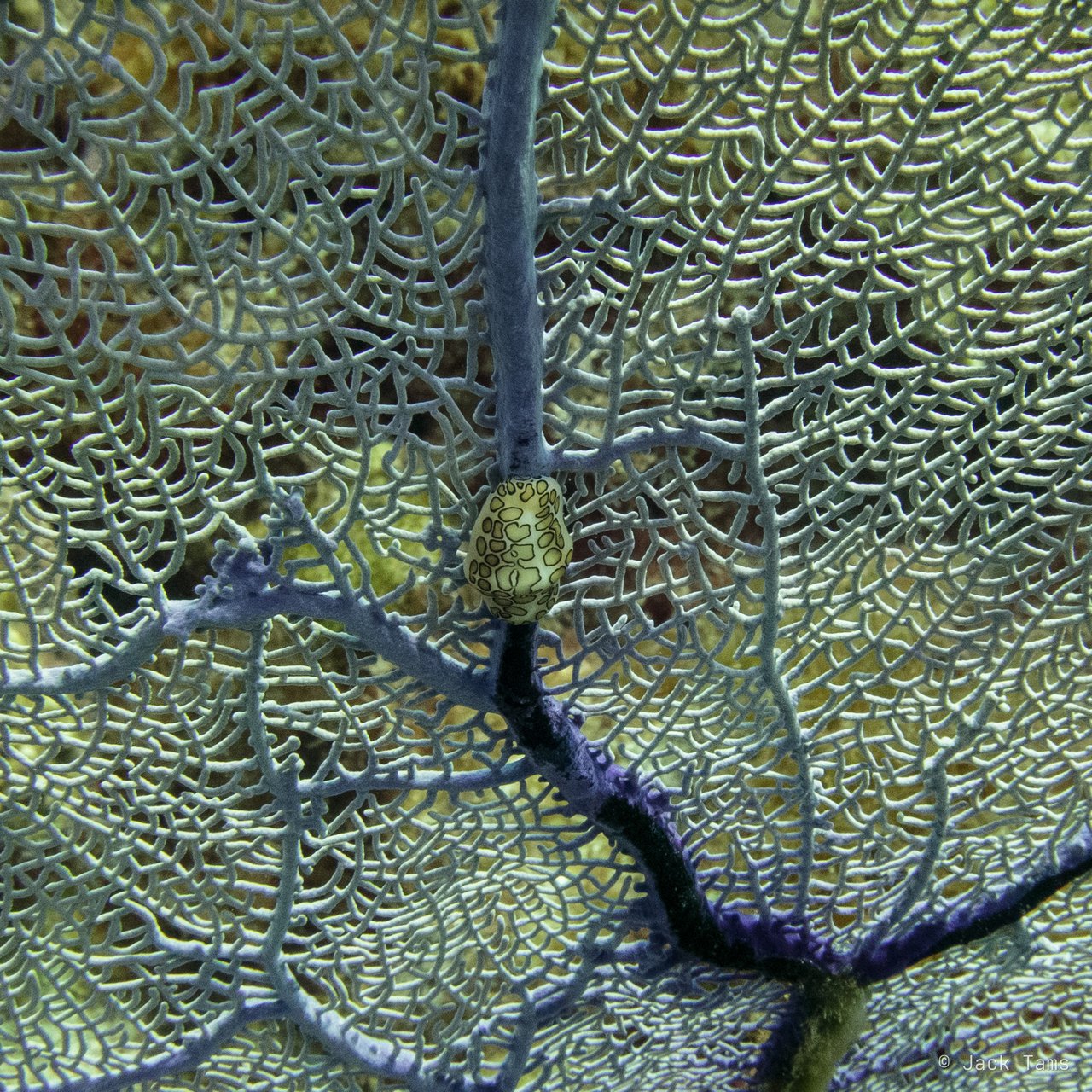 A sea fan with a flamingo tongue snail on its stem.