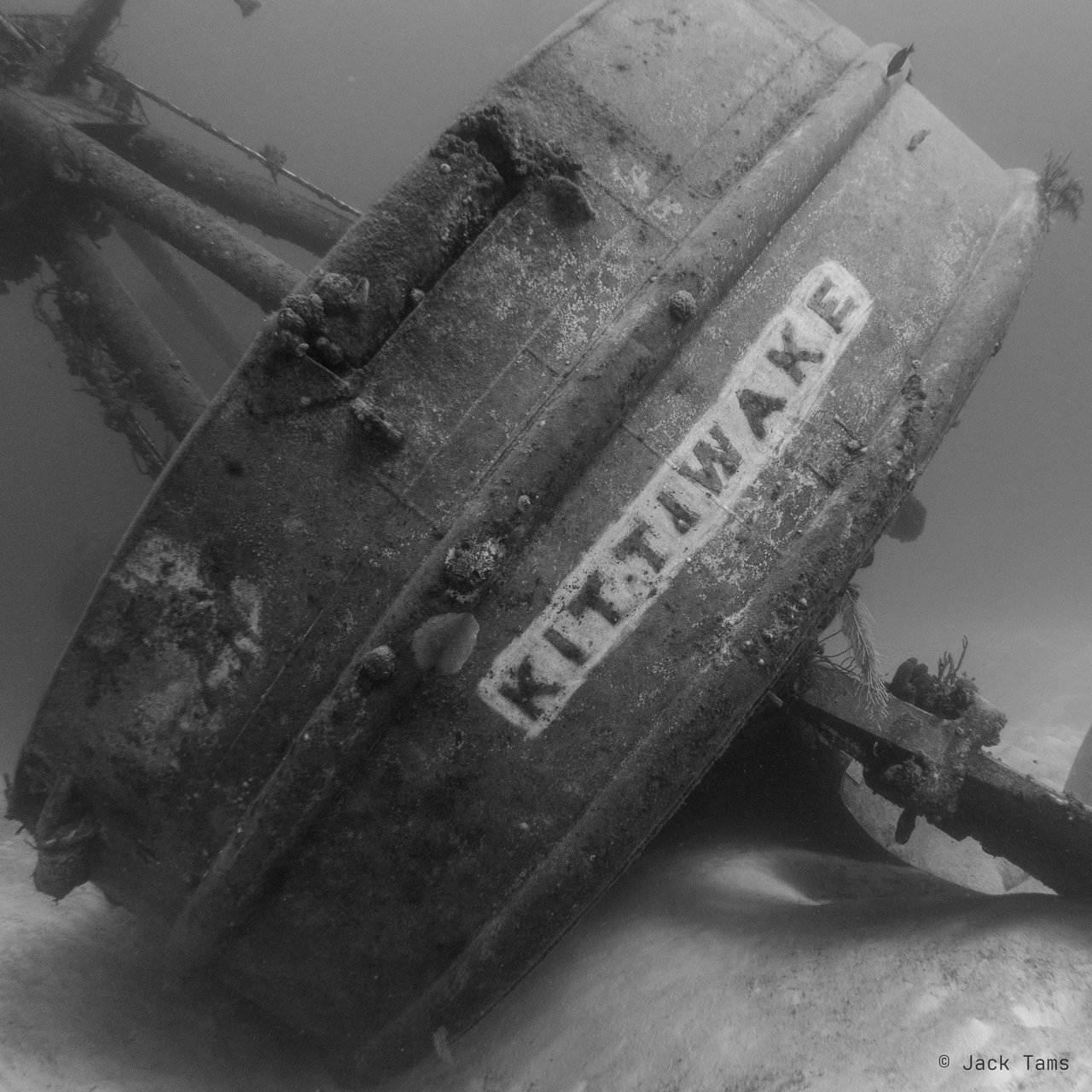 Kittiwake
