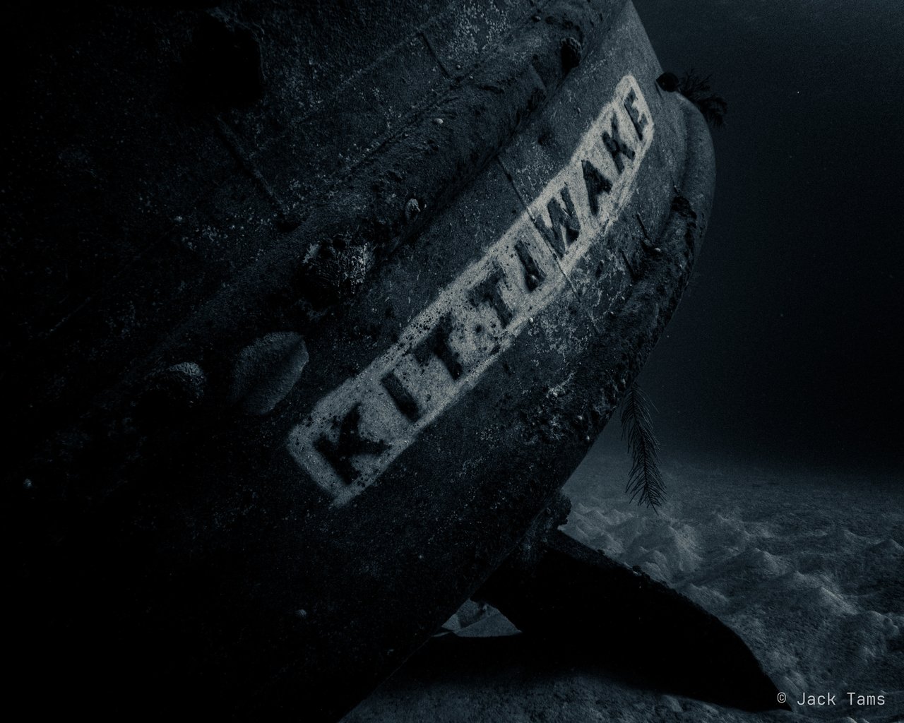 Kittiwake
