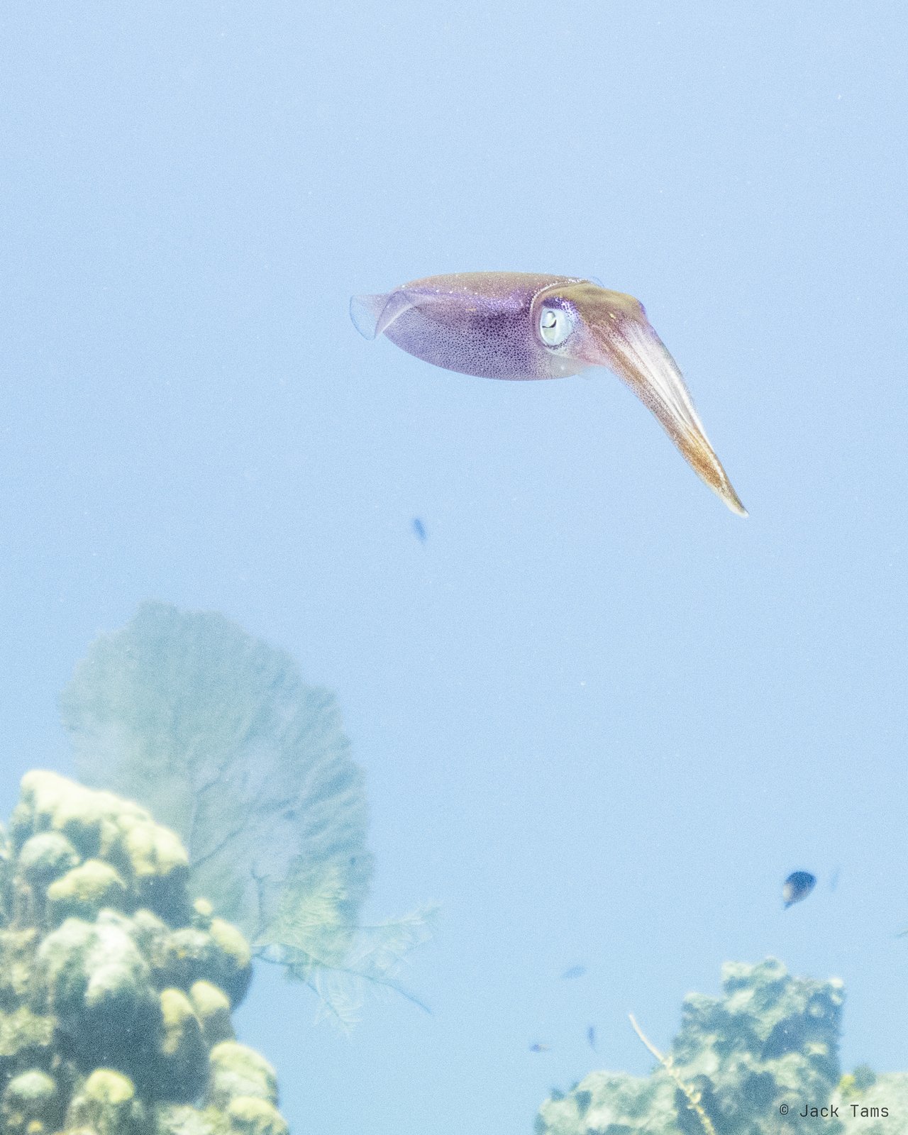 Reef squid