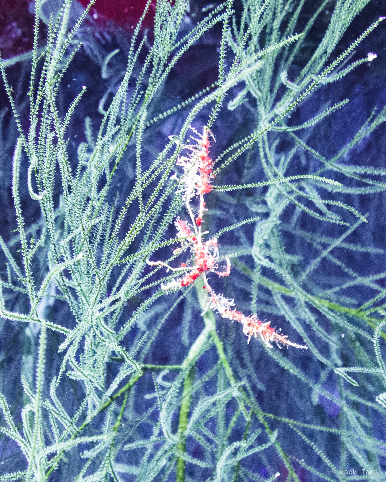 On a sea plume