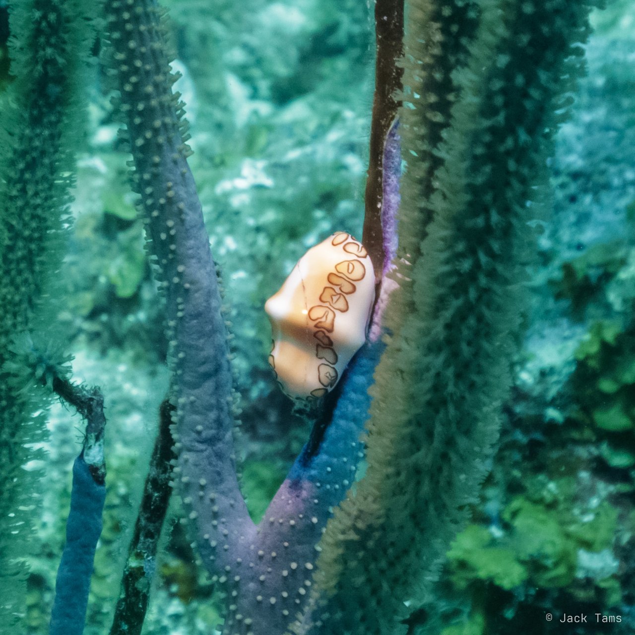 A flamingo tongue snail on a sea rod.