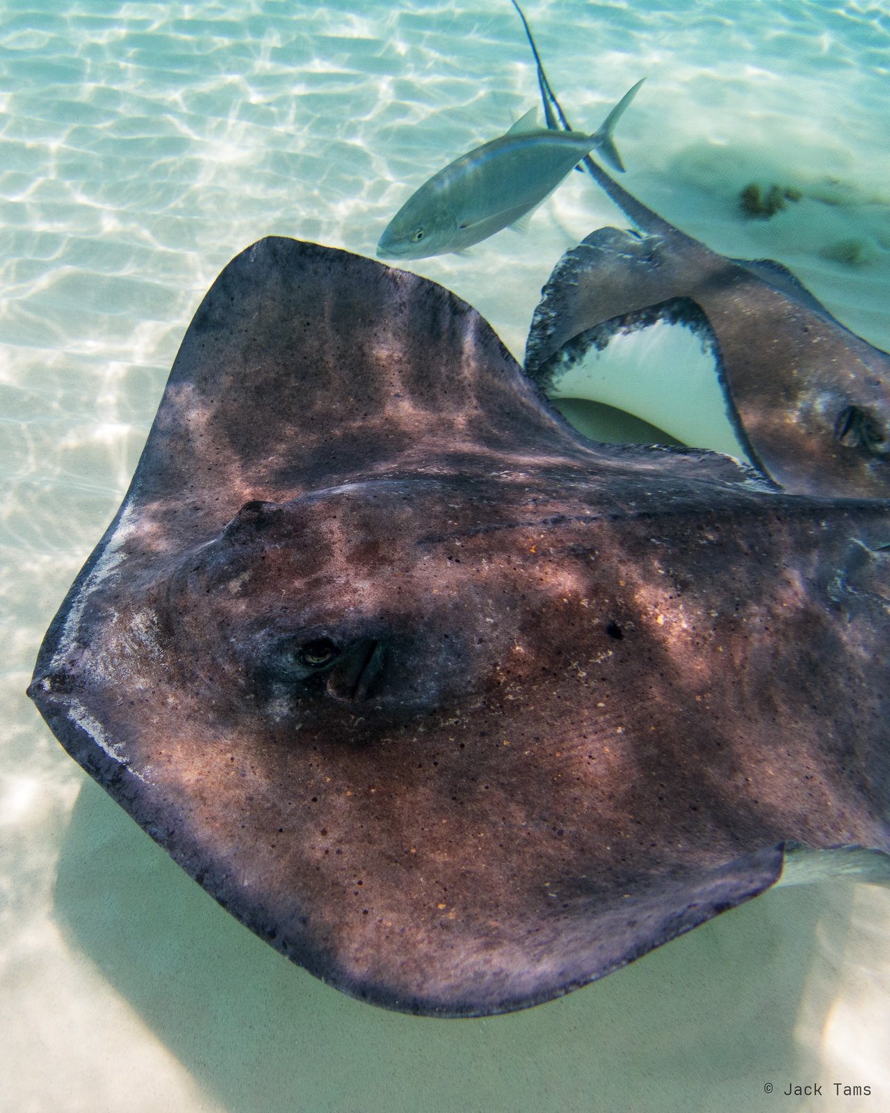 A southern stingray close up on the sandbar at Stingray City.