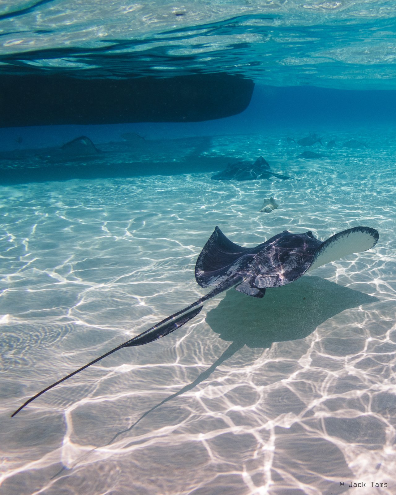 A southern stingray gliding over the sand in a metre of water.