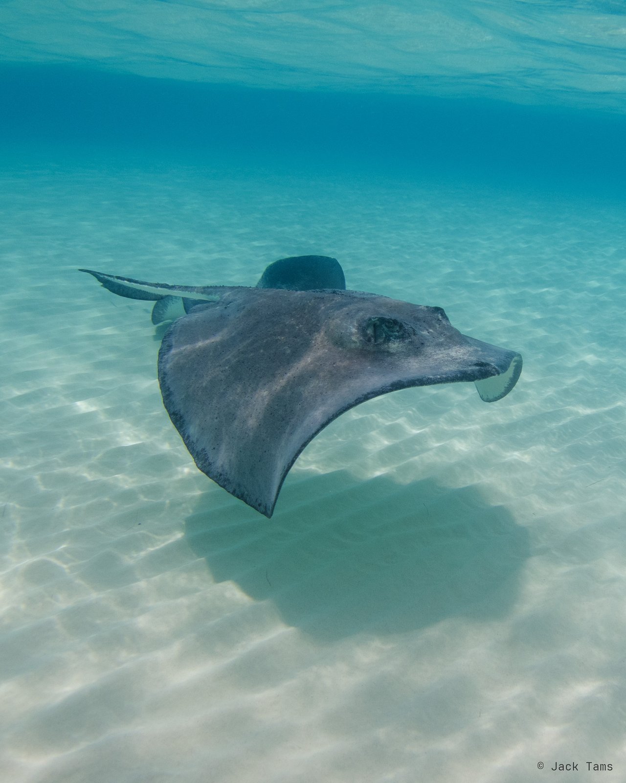 A southern stingray banking over the sandbar.