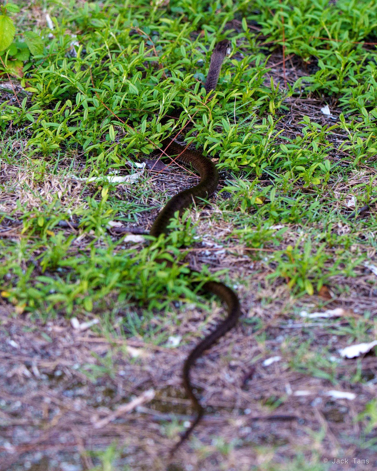 Snake