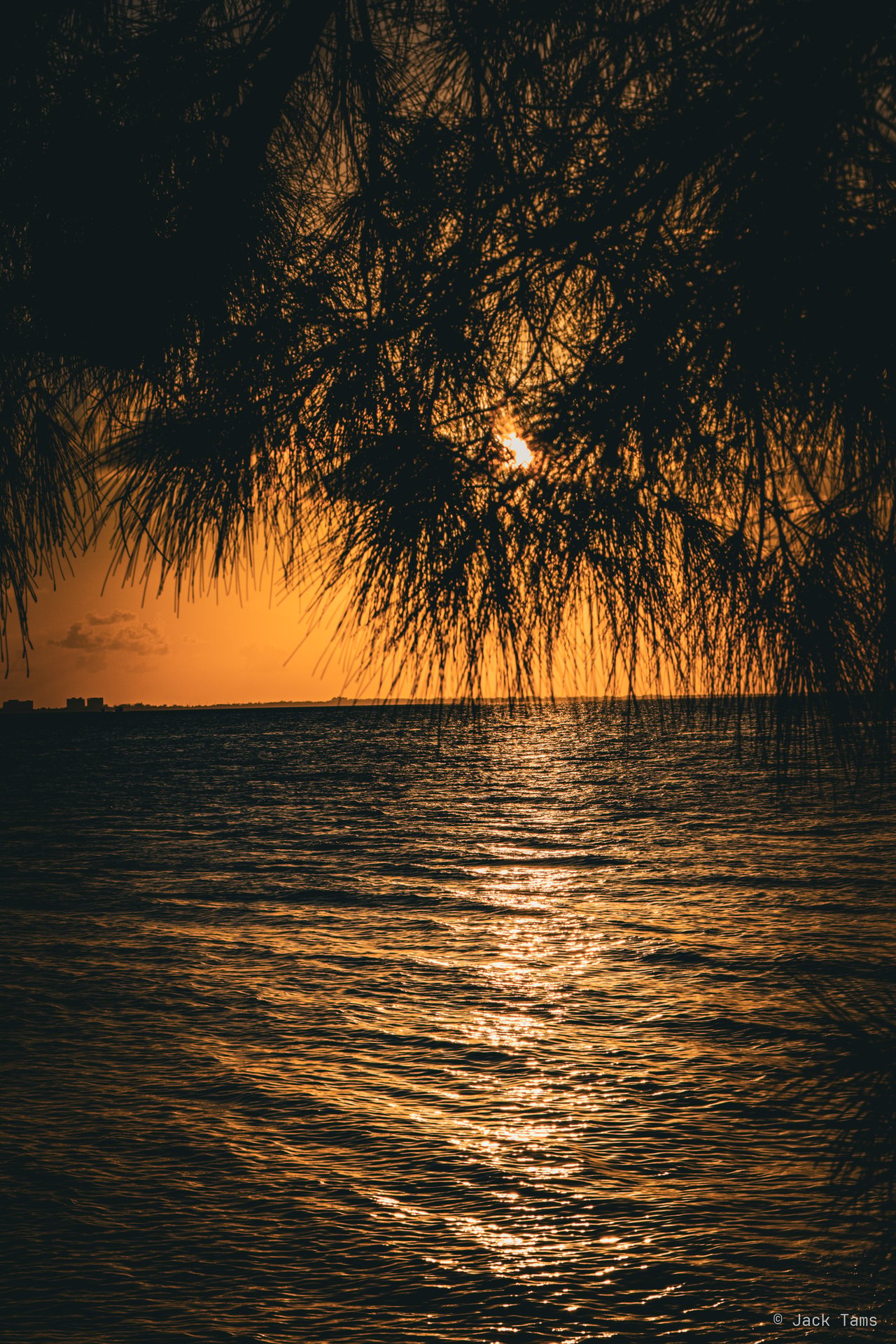 Sunset through the trees over the water.