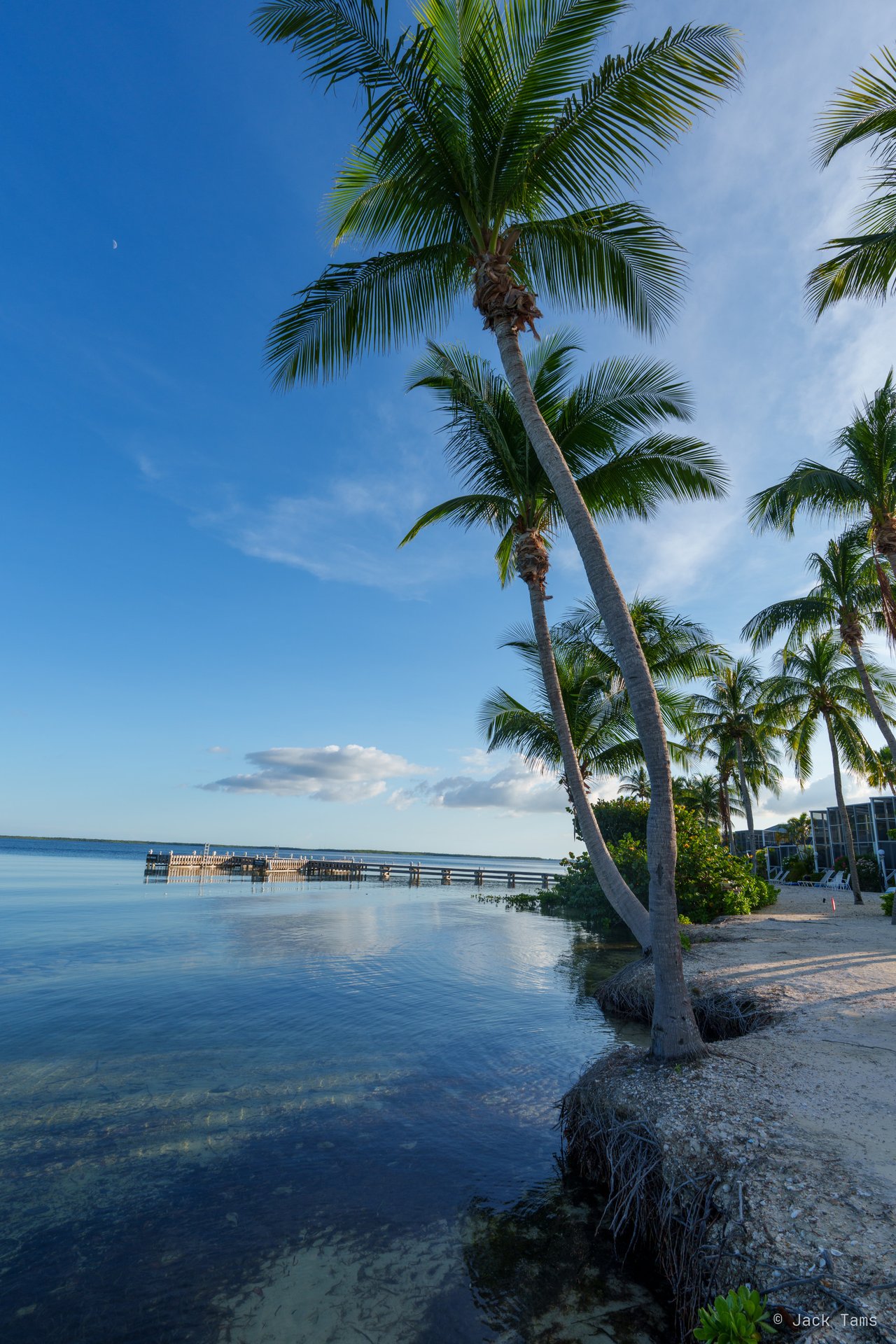 Palms leaning out over the water.