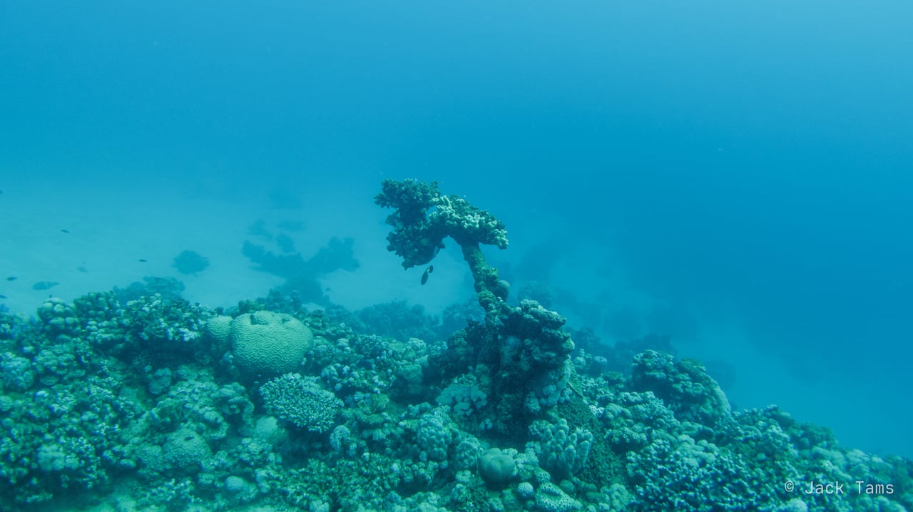 Coral pinnacle