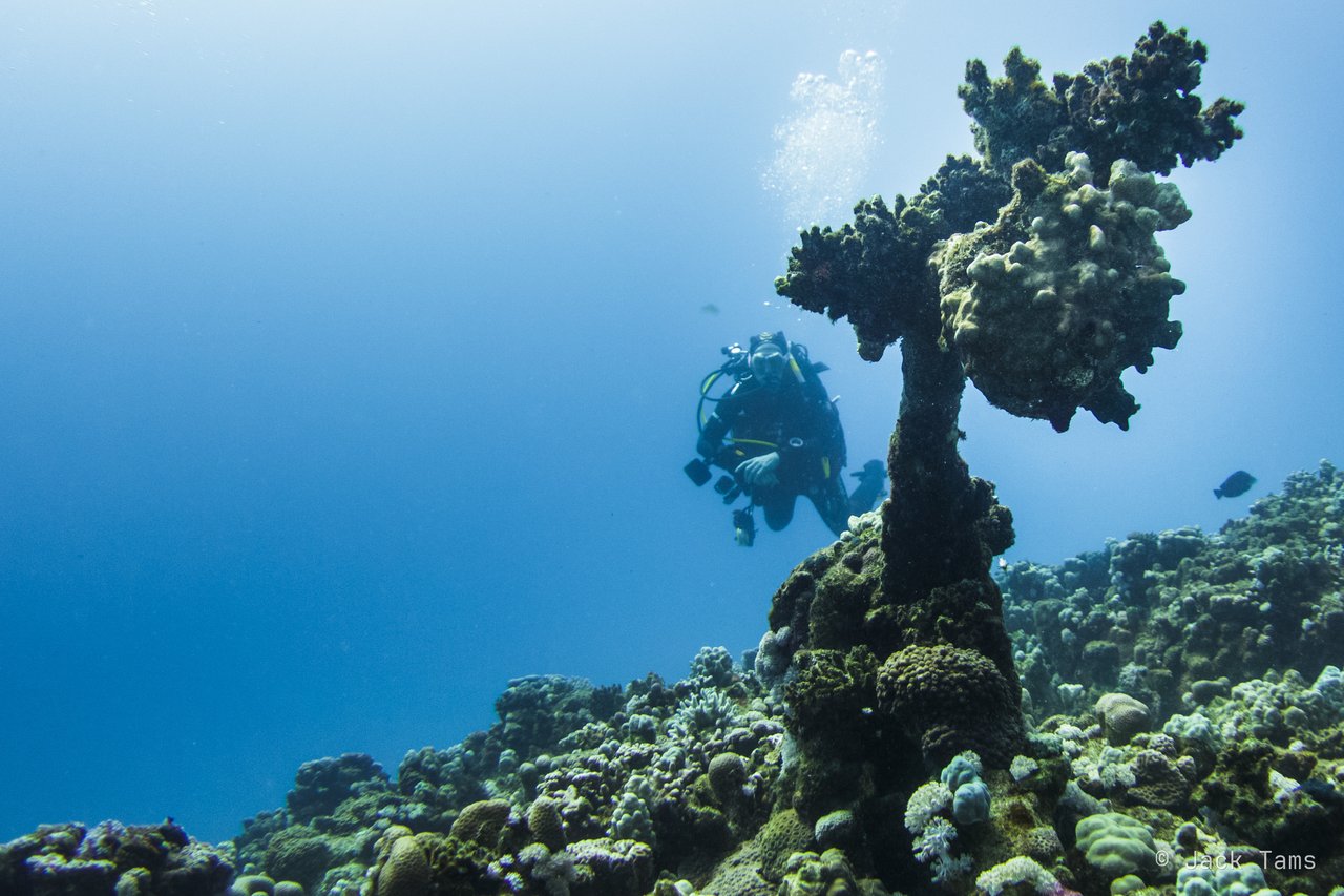 Pinnacle and diver