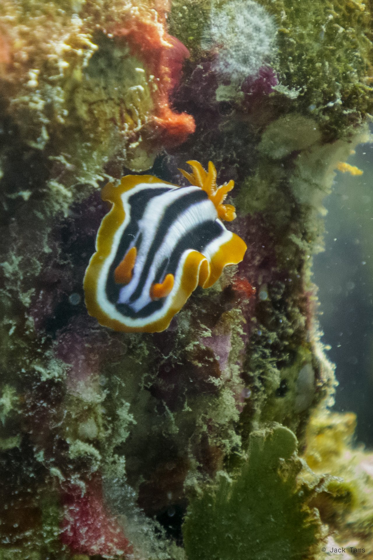 Pyjama nudibranch