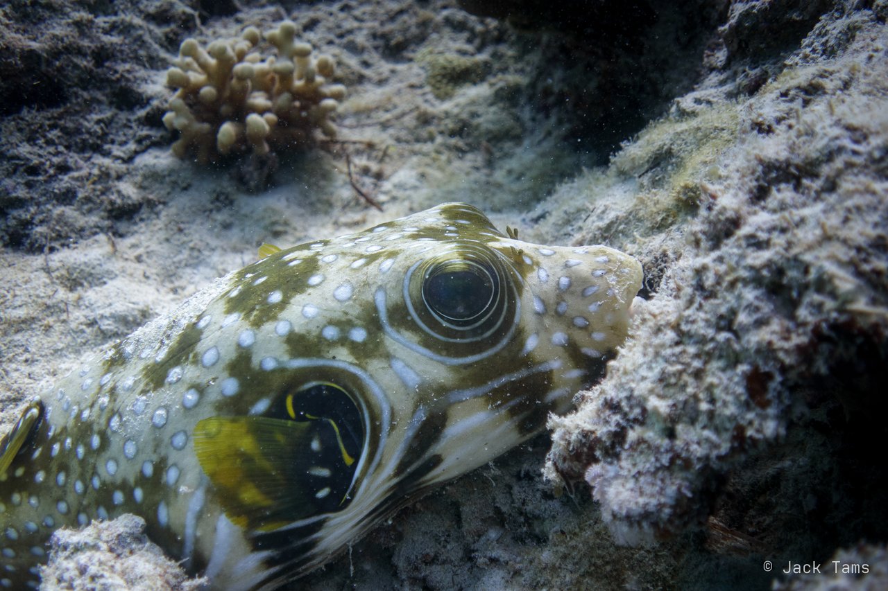 Pufferfish