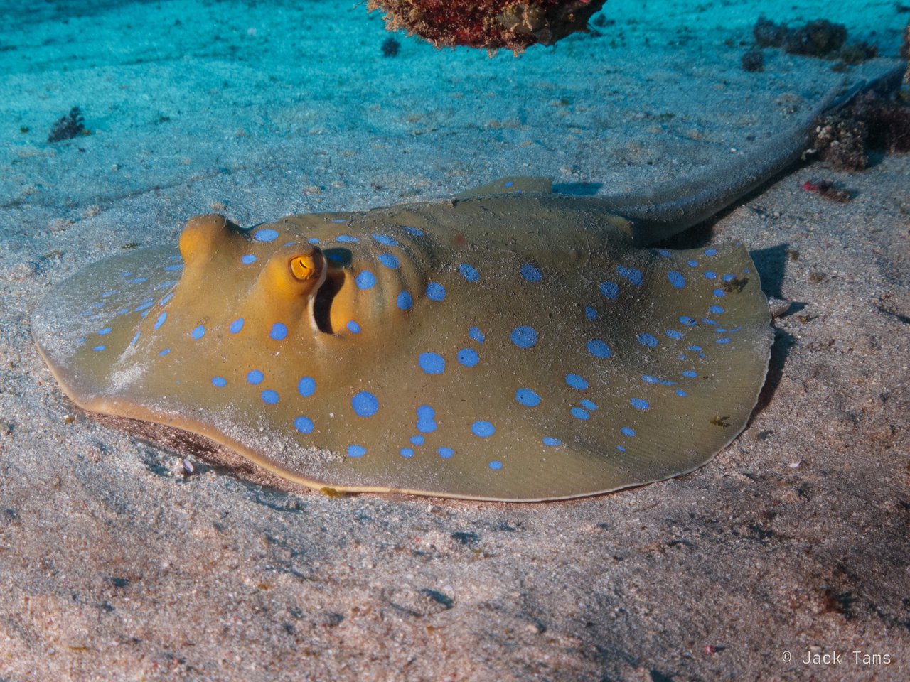 Bluespotted ribbontail ray