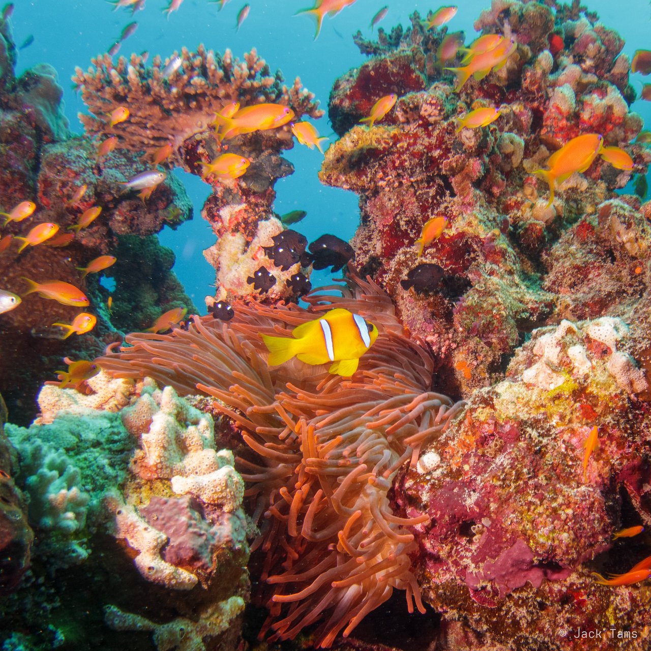 Anemonefish garden