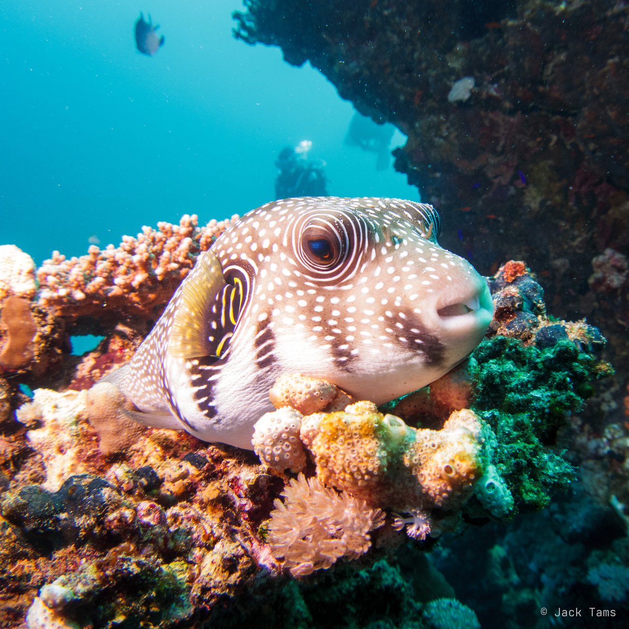 Puffer