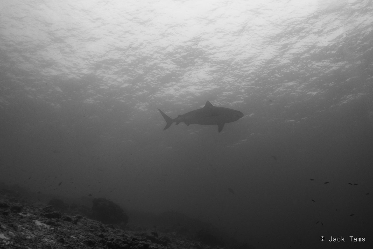 Shark in the blue