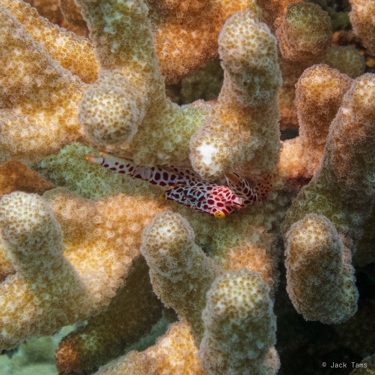 Freckled hawkfish