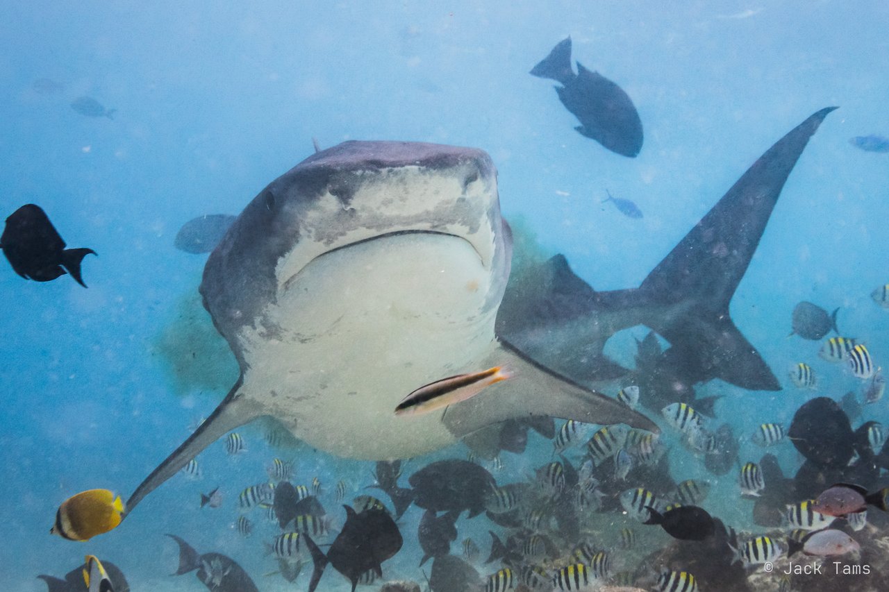 Remora riding