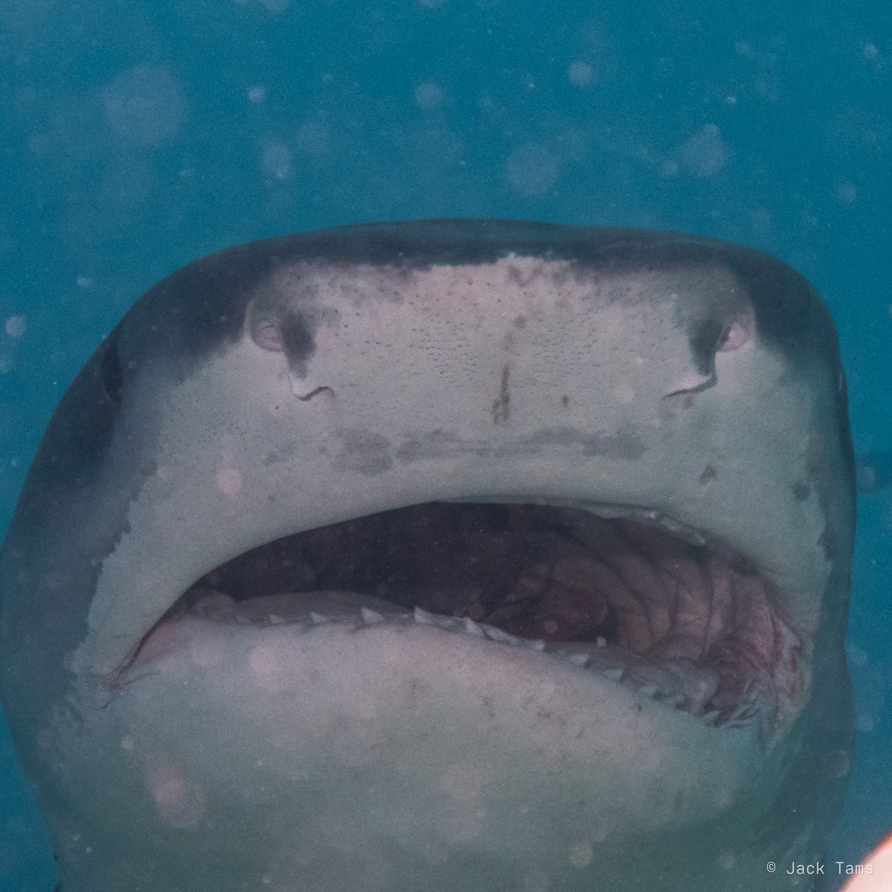 Open wide