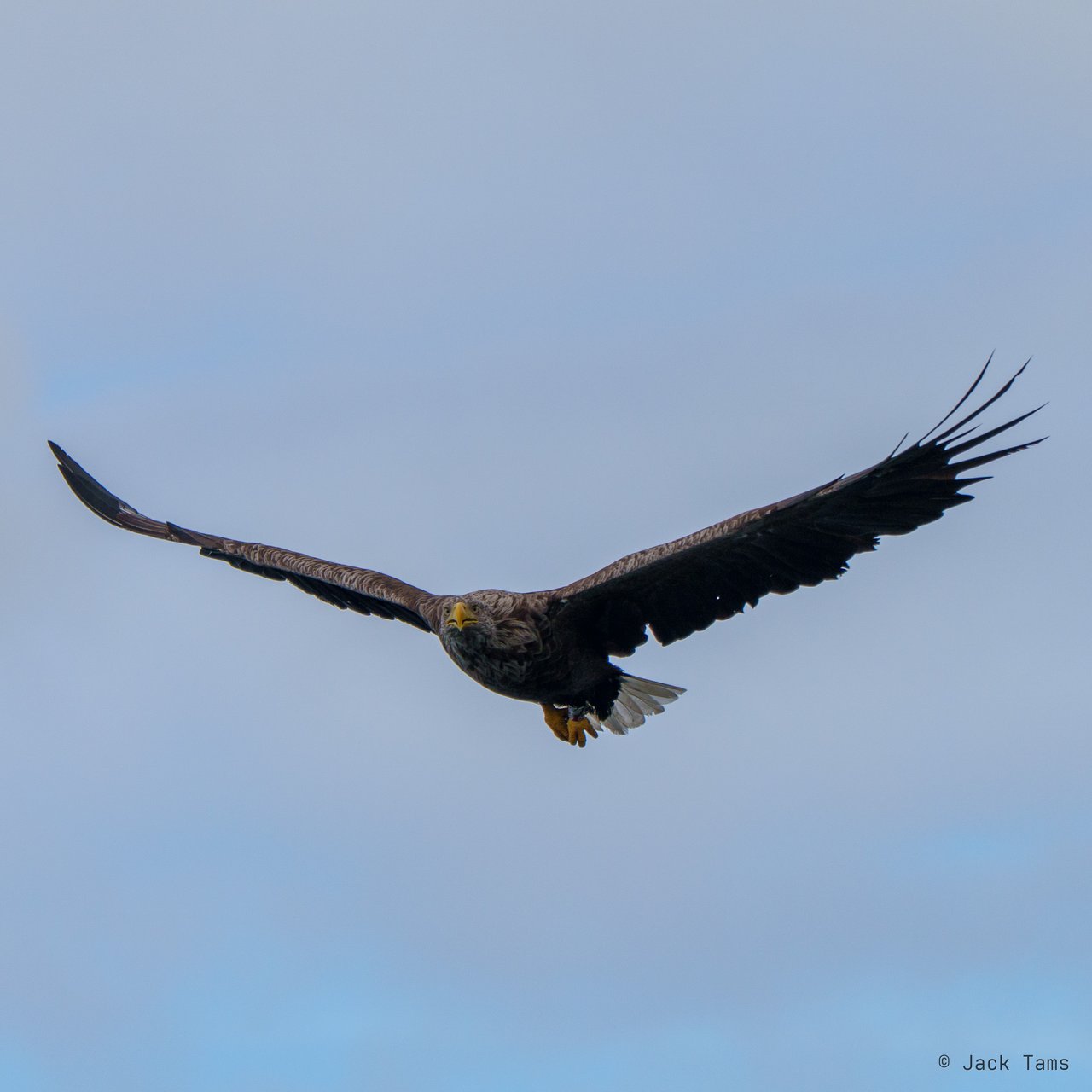 A white-tailed eagle overhead.