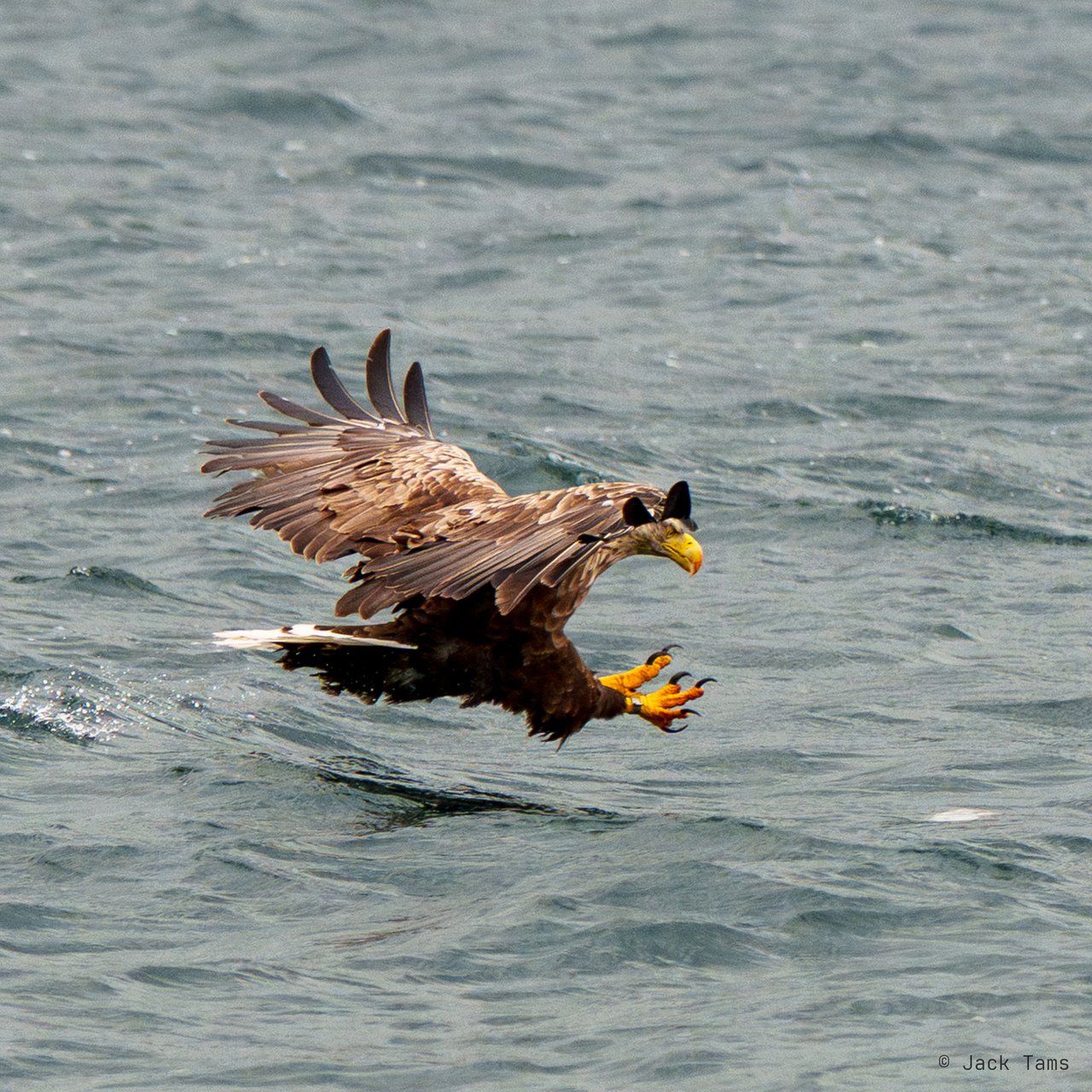 A white-tailed eagle swooping to take a fish from the water.