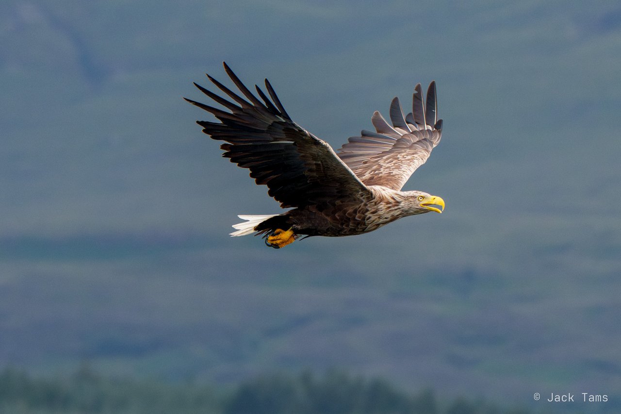 A white-tailed eagle banking over the water.